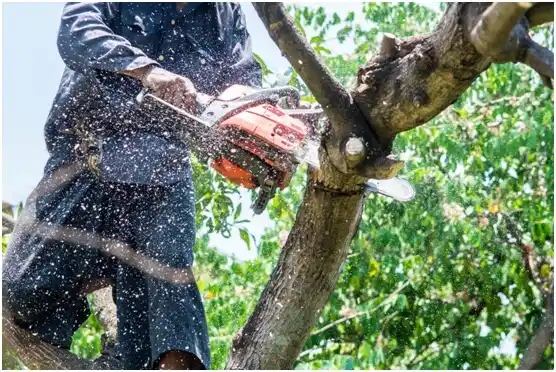 tree services Royal City